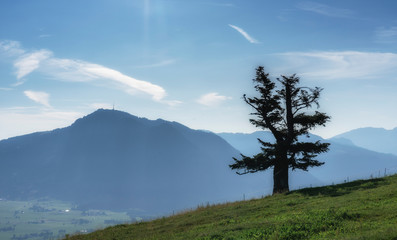 lonely, old pine tree in the Allgau mountains near Immmenstadt, Bavarian Alps, Germany, mount Gruenten in the background