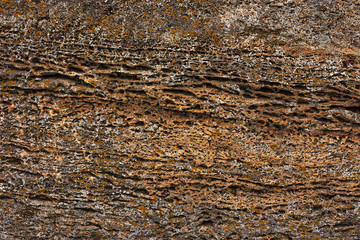 Beautiful natural background natural shell rock close-up. Spongy structure of the surface of the stone rock shell.
