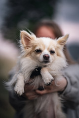 portrait hund chihuahua wird in den Händen hochgehaltenn