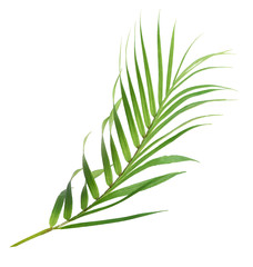 Beautiful fresh green palm leaves isolated on white