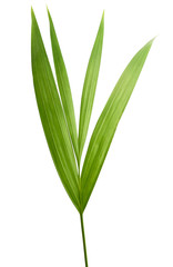 Beautiful fresh green palm leaves isolated on white