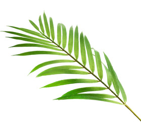 Beautiful fresh green palm leaves isolated on white