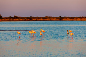 National park Camargue, Provence, France