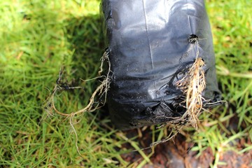 Seedlings in black nursery bags on a green lawn