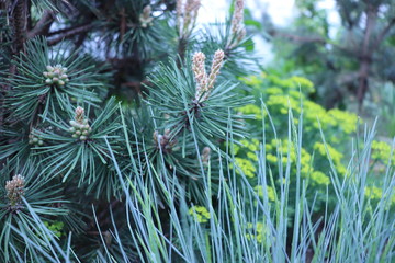 pine branches with oatmeal