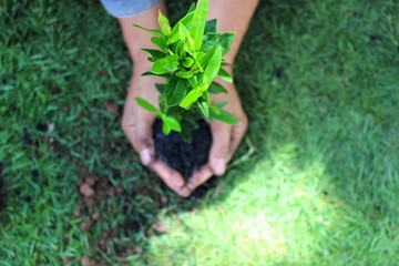 Women plant trees in the field to help reduce global warming