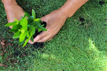 Women plant trees in the field to help reduce global warming
