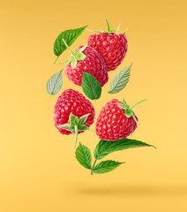 Fresh ripe raspberries, green leaves and flowers flying in the air isolated on yeellow background.
