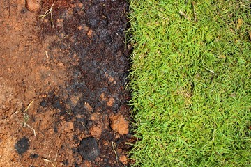 Green grass that is growing and black ground