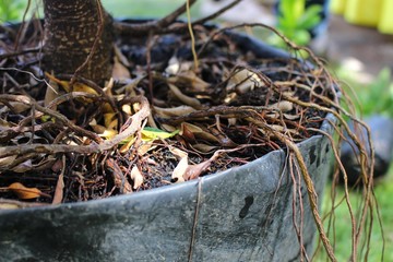 The placenta of many trees is in black pots