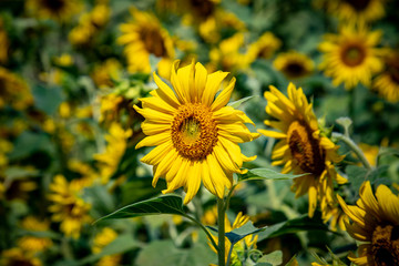 A side view of a sunflower with a field of sunflowers behind it