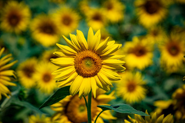A closeup view of a sunflower standing tall in front of a field of sunflowers shown in bokeh