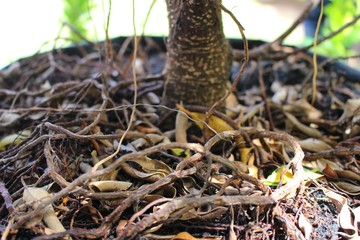 The placenta of many trees is in black pots