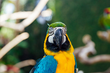 Blue and yellow macaw