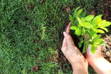 Women plant trees in the field to help reduce global warming