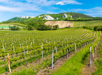 Fototapeta na wymiar floral spacing in organic vineyard, Moravia, Czech Republic