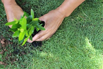 Women plant trees in the field to help reduce global warming