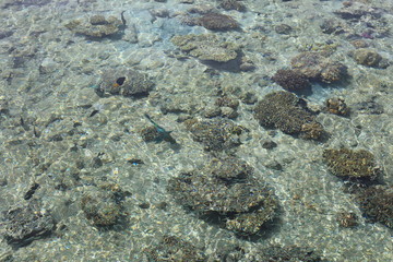 Fototapeta premium stones in the water