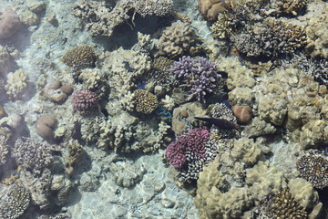 coral in the red sea