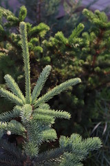 fir tree branches