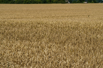 A field of golden ripened barley in the village.