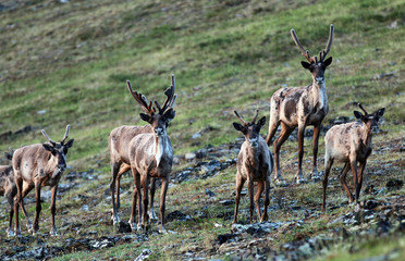 Forty mile caribou herd 6 © Ian