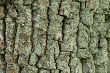 old oak bark background texture