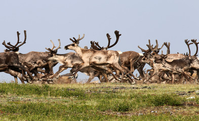 Forty mile caribou herd 4 © Ian