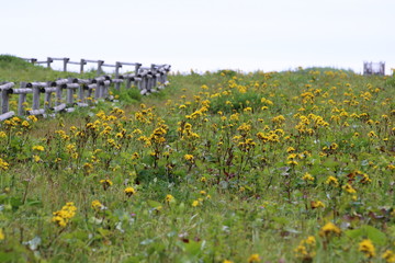 北海道　厚岸町　あやめケ原