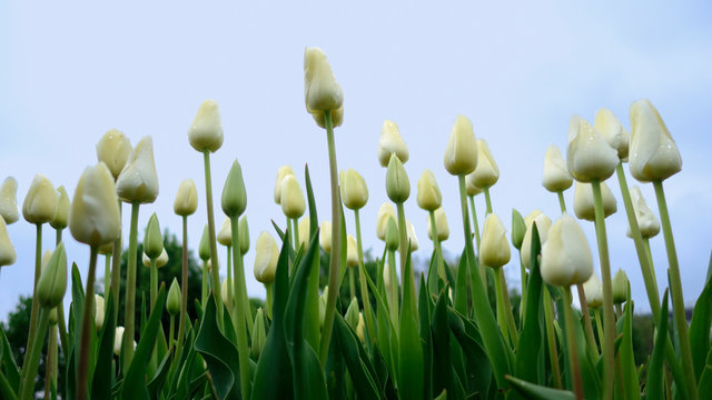 Tulipes blanches ferm&eacute;es
