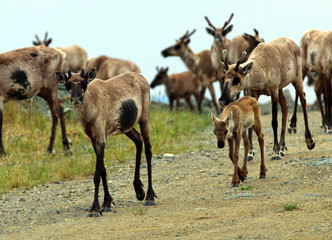 Obraz na płótnie Canvas Forty mile caribou herd I