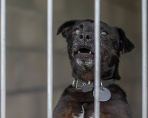 dog in shelter