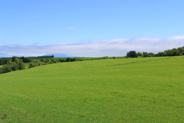 初夏の草原イメージ