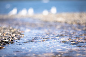 ocean stream with birds