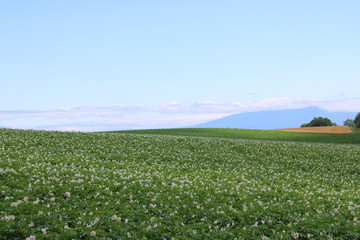 じゃがいも畑と青空