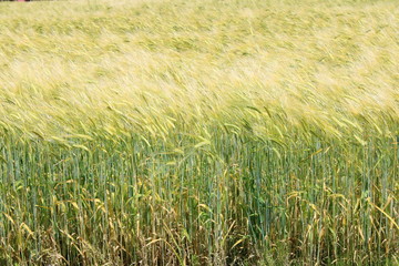 キラキラと輝く麦