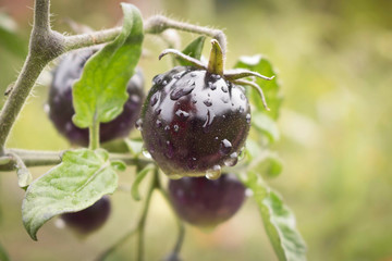 Black tomatoes in the morning dew. Branch with black tomatoes in the garden. Close up.