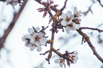 Blossoming almond flowers in wintertime in Málaga, Andalusia