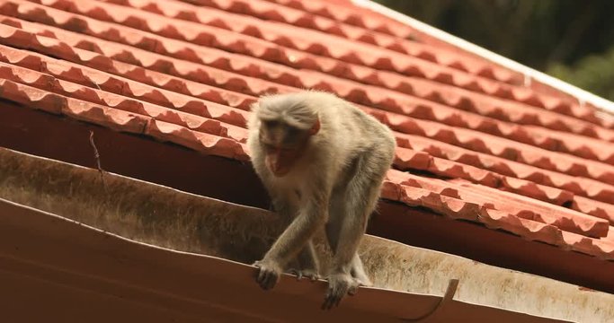 Monkey on the Home