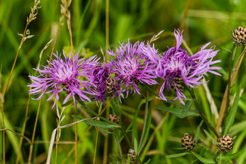 Buds of purple cornflowers in the field.