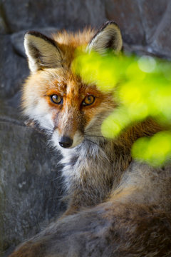 Rotfuchs