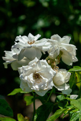 Close up of several white floribunda 