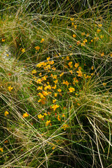 Dunas (Dunes). Tràigh Uuige - Androil Beach. Lewis island. Outer Hebrides. Scotland, UK
