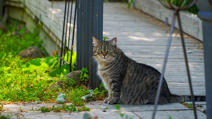 cat in the garden