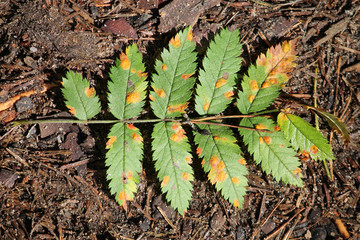 Gymnosporangium cornutum or Mountain ash juniper rust on green leaf of rowan (Sorbus aucuparia)....