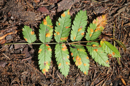 Gymnosporangium cornutum or Mountain ash juniper rust on green leaf of rowan (Sorbus aucuparia). July, Belarus