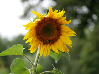 Bienen sammeln Nektar von einer Sonnenblume © KK imaging