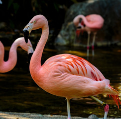 Flamingo LA Zoo