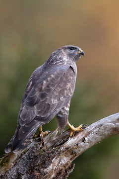 M&auml;usebussard auf Ansitz