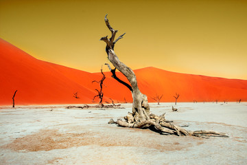 von namib in game park in namibia